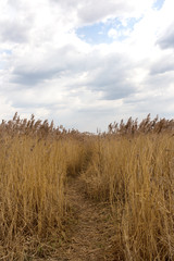 road through yellow reed