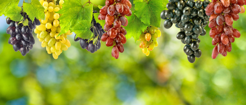 grapes on a green background close-up