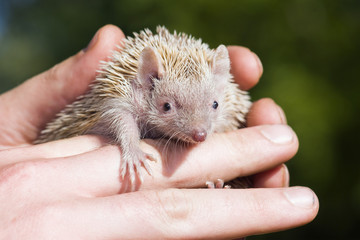 Tenrec Lesser Hedghog being held gently by Zoo Keeper