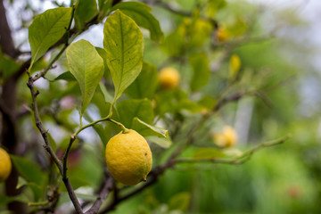 Exotic fruit in slovak garden
