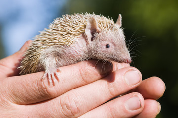 Tenrec Lesser Hedghog being held gently by Zoo Keeper