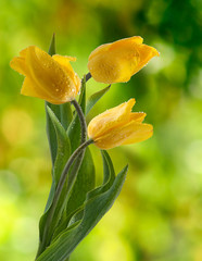 image of tulips in the garden closeup