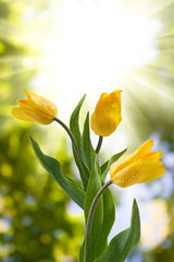 Naklejka na ściany i meble image of tulips in the garden closeup