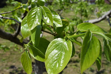 青葉が芽吹いた柿／雪国の山形県にも遅い春が訪れ、青葉が芽吹いた柿の木を撮影した写真です。