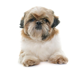 female shih tzu