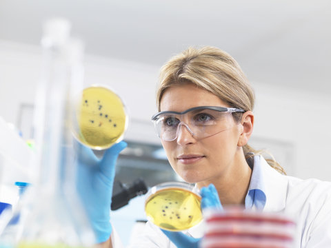 Female technician viewing agar (culture medium) plates with bacteria in a laboratory