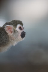 リスザル