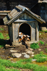 Bilder und Videos suchen: ziegenstall