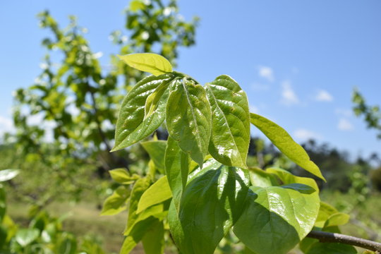 青葉が芽吹いた柿／雪国の山形県にも遅い春が訪れ、青葉が芽吹いた柿の木を撮影した写真です。