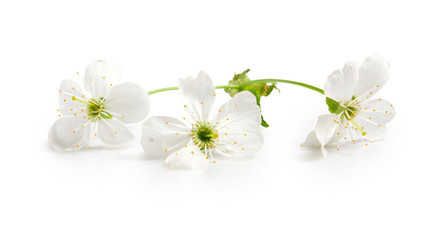 isolated image of blooming branch close up