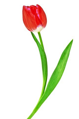 Tulip flower isolated on white background