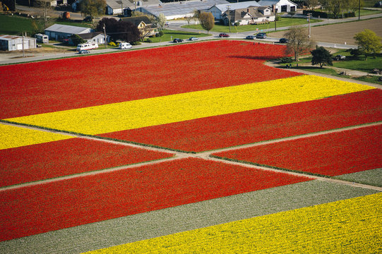Aerial view of rows of yellow and red tulip fields