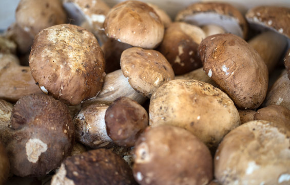 Close up bunch of Porcini mushrooms at the market in Italy