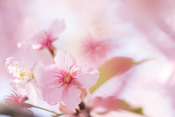 河津桜