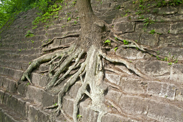 Tree roots in the wall