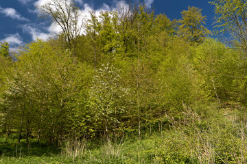 Auf dem Altm&uuml;hltal-Panoramaweg