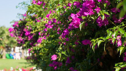 Pink flowers on a bush