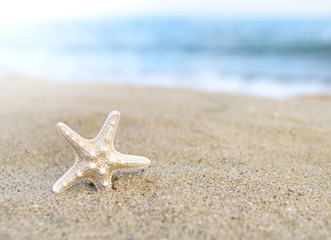 Starfish on the beach.