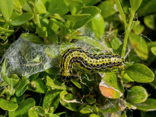 Buchsbaumzünsler Raupe im Garten ist  großer Schädling,