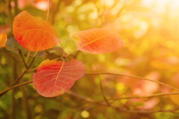 Autumn red tree branch with leaves, natural fall vivid sunny background