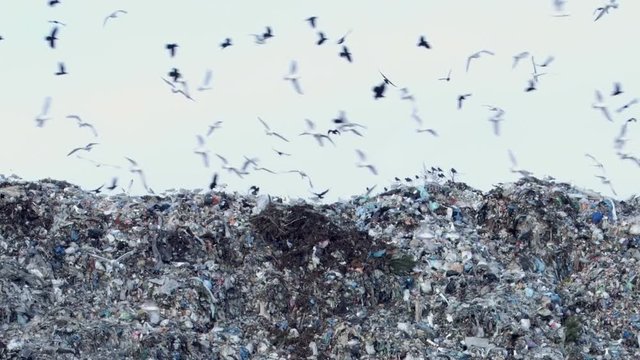 Birds on garbage dump flying and eating