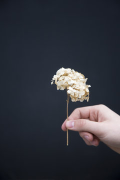 Person holding dried hydrangea flower