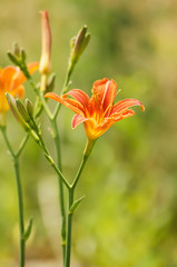 Fototapeta premium Orange lilly flowers growing in nature, floral holiday sunny background