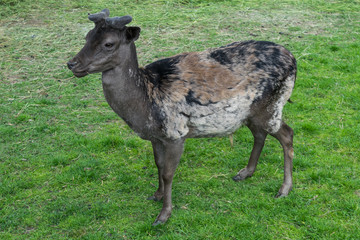 Naklejka na ściany i meble Dark stained deer mouflon green grass meadow profile looking young