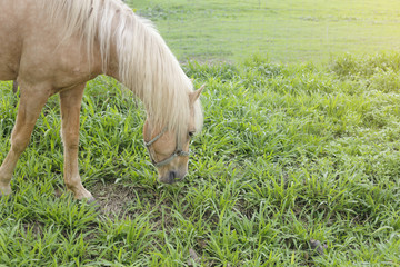 Arabian horse grazing on a pasture