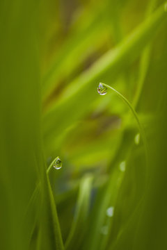 Blades of grass with water droplets, close-up