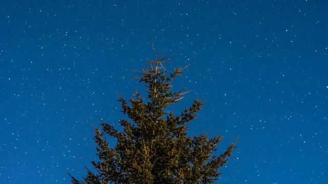 Time lapse of night sky in forest with pine tree and stars.