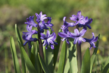 Blue flower in the garden.