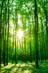 Obraz premium forest in morning