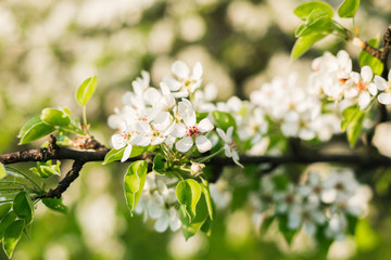 Apple tree branch of blooming with sun