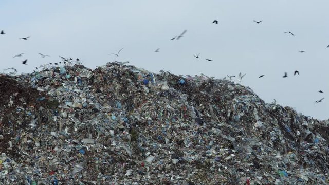 Birds fly over the city dump