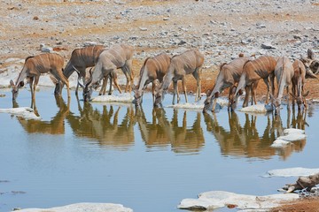 Fototapeta na wymiar Kudu-Herde (Strepsicerus) am Wasserloch im Etosha Nationalpark
