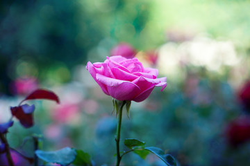 rose in a garden