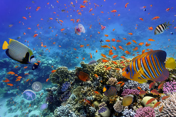 Coral Reef and Tropical Fish in the Red Sea