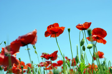 Fototapeta premium czerwone kwiaty maku