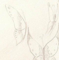 drawing of butterfly on old paper background.
