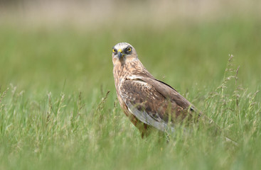 Marsh harrier (Circus aeruginosus) in spring scenery