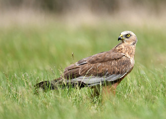 Marsh harrier (Circus aeruginosus) in spring scenery