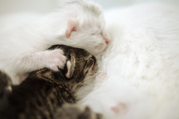 Fototapeta na wymiar Cat breastfeeding the kittens