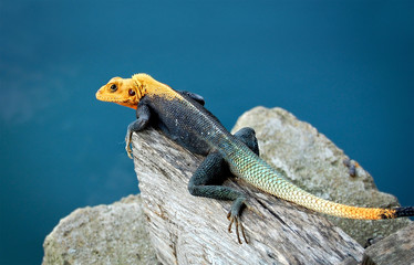 Agama lizard on the water background. The beautiful African colorful lizard. Agama lizard is widespread across Africa.