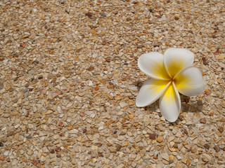 Frangipani flower