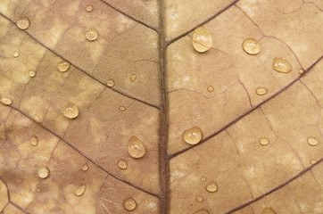 Fototapeta premium autumn leaves texture and water drop for background.
