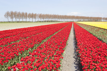 red and white tulips in colorful landscape of dutch noordoostpol