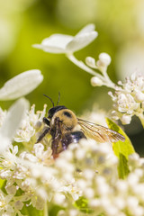 a bumble bee feeds on flowers