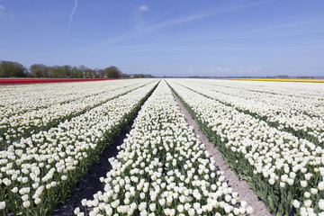 white tulips in dutch landscape of noordoostpolder
