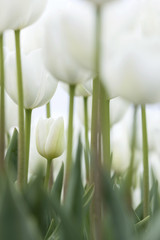 Obrazy  pionowy obraz białych tulipanów w ogrodzie z bardzo jasnym niebem i